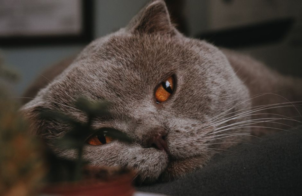 Salvia giftig voor katten: wat je moet weten