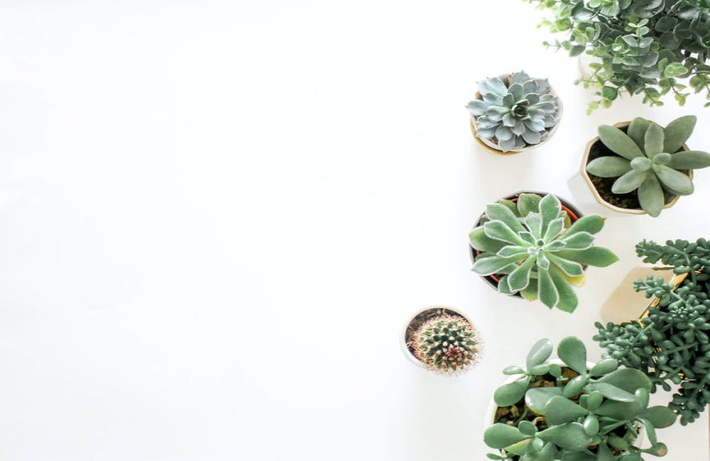 Waarom luchtzuiverende kamerplanten goed zijn voor de gezondheid