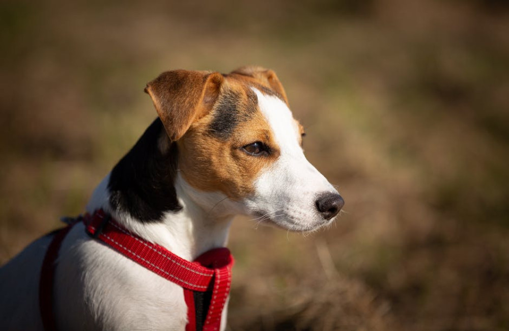 3 redenen waarom de Jack Russel zo'n populaire hond is