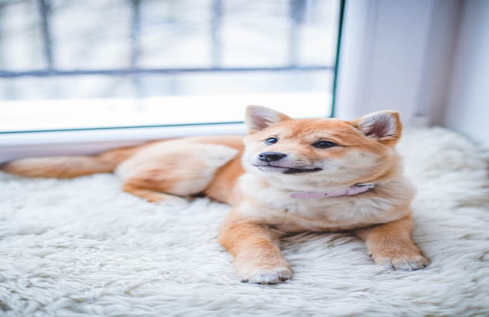 Waarom schrijf je 'hond' met een d en niet met een t? Uitleg en voorbeelden