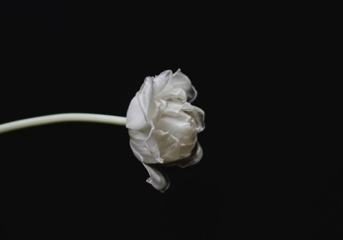 Waar komen tulpen vandaan?