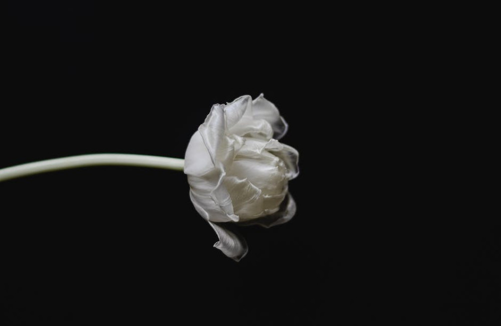 Waar komen tulpen vandaan?