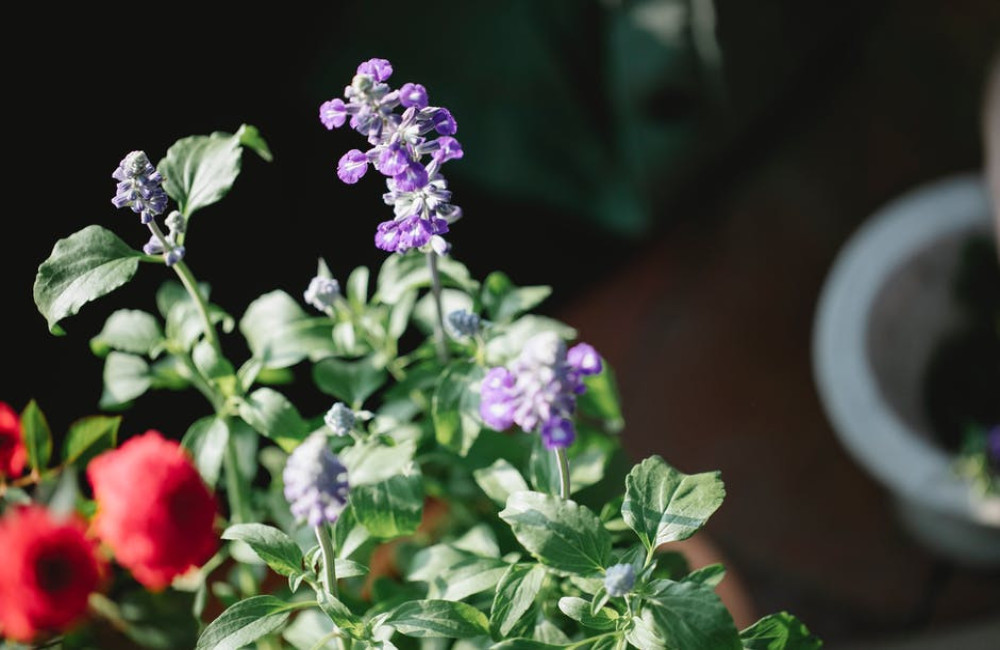 Wat is Salvia?