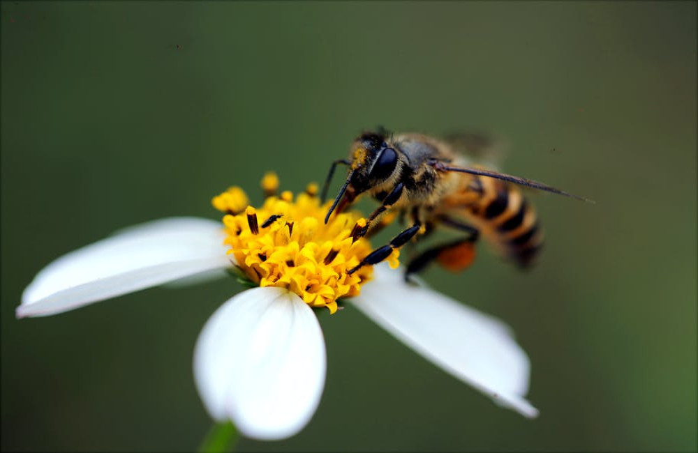 Welke bloemen zijn goed voor bijen en vlinders?