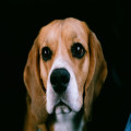 Nederlandse naam beagle: hoe heet dit ras eigenlijk bij ons?
